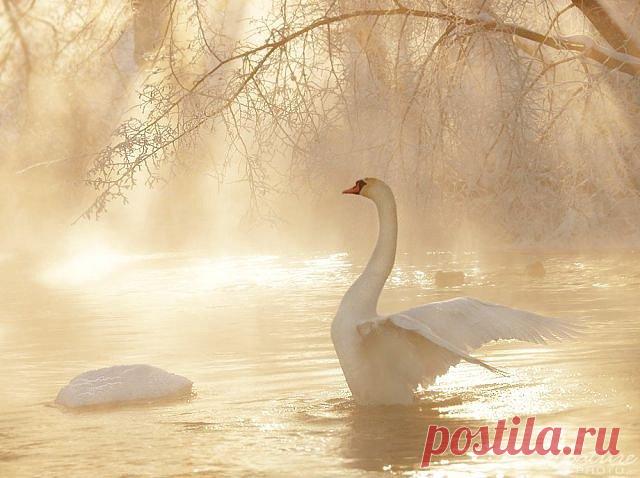 Схема вышивки «№1047872» - Вышивка крестом