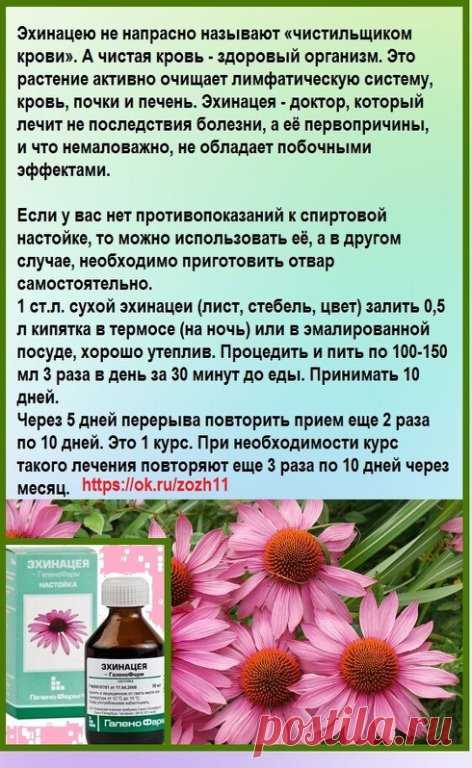 Эхинацея отличный чистильщик крови и лимфы
