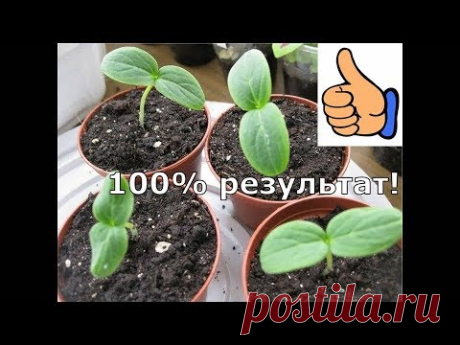 Как вырастить рассаду огурцов за 3 дня.Как посеять огурцы.100% результат при t не ниже +25./1часть/