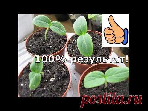 Как вырастить рассаду огурцов за 3 дня.Как посеять огурцы.100% результат при t не ниже +25./1часть/