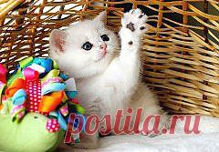 пошли вы моя игрушка её между прочем манька зовут а не штука