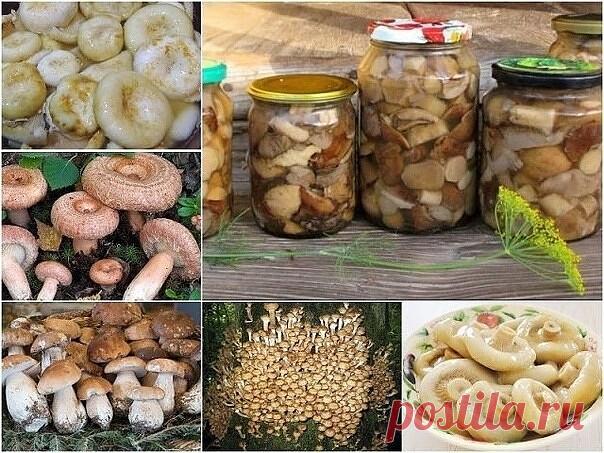 Универсальный маринад для большинства грибов
Грибочки получаются ну очень вкусными!
 
Ингредиенты:
- 1 литр воды,
- 50 г сахара,
- 4 ч. ложки соли,
- 3 лавровых листа,
- 4 гвоздики,
- 6 горошин душистого перца,
- 3 ч. ложки 70% уксусной эссенции (или 9% в большем количестве)
 
Приготовление:
1. В емкость для варки маринада влить воду, добавить специи (можно добавить и те, которые вы любите больше, например немного корицы), соль и сахар. Кипятить около трех минут, далее, вл...