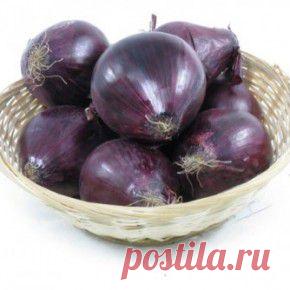 Если вас часто беспокоит печень - Блог Марина на 24open.ru