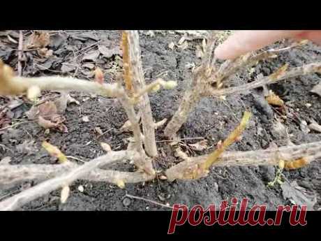 ОБРЕЗКА КУСТОВ ЧЕРНОЙ СМОРОДИНЫ. Теория и практика