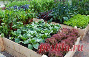 Примеры красивых грядок на даче .