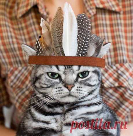 30 фотографий, которыми коты могут гордиться
