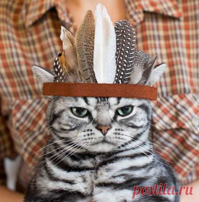30 фотографий, которыми коты могут гордиться