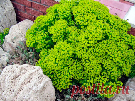 Многолетний садовый цветок Молочай (Euphorbia). К данному роду принадлежат однолетние и многолетние травянистые растения, кустарники и даже деревья. Для декоративного садоводства средней полосы России представляют интерес травянистые многолетники, образующие неприхотливые подушковидные заросли. Цветет с мая по июль.

Основные виды.
М.многоцветный (E.polychroma) - растение высотой 30-50 см, шаровидное, ветвящееся, листья эллииптические, сидячие. Весной верхушечные листья - ярко-желтые.