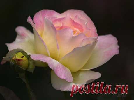 tasha7 — «Ты – грёза, рождённая Сказкой…» на Яндекс.Фотках