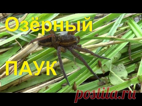 Паук который живет на озере