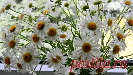 Джентльмен с дамой в ресторане. Официант на полусогнутых: - Чего изволите? - Мне что-нибудь экзотическое, пожалуйста. - Хм, как насчет каракатицы? - Пусть сама выберет. - Выпуск №2331 — Вокруг смеха