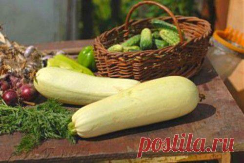 Рецепты маринования и засолки кабачков на зиму | ДОМАШНЯЯ ЖИЗНЬ
