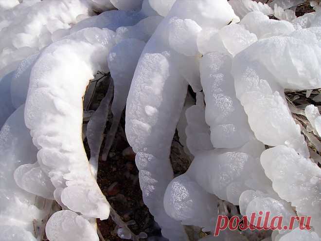 Обледенелая трава. Лёд значительно толще стеблей.