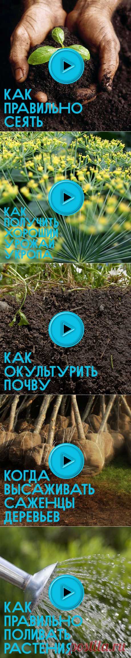 50видеосоветов для огородника