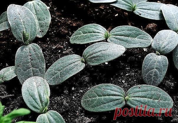 (1) Одноклассники