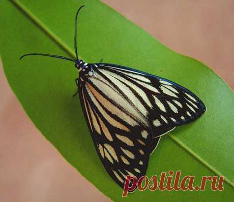 Cyclosia papilionaris (Zygaenidae) самка

 Ареал: Юго-Восточная Азия