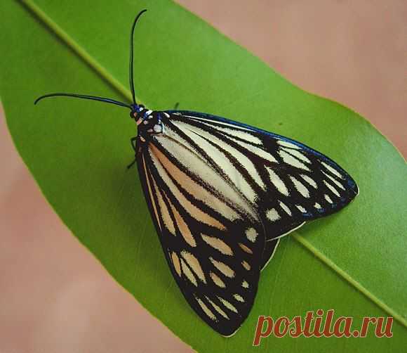 Cyclosia papilionaris (Zygaenidae) самка

 Ареал: Юго-Восточная Азия