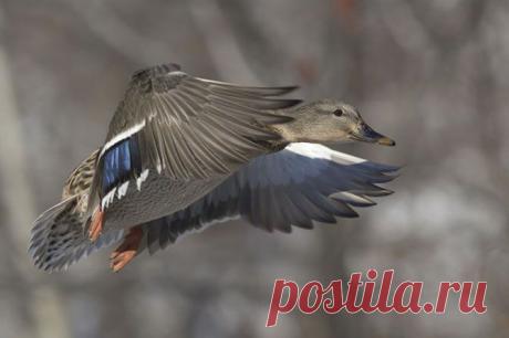 Дикие утки в фотографиях Берт де Тилли