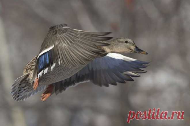 Дикие утки в фотографиях Берт де Тилли