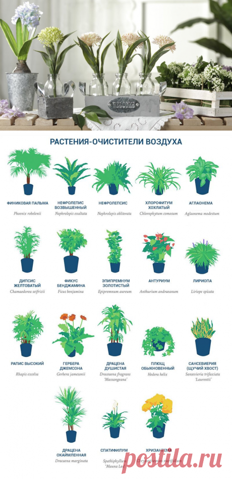 NASA опубликовала список растений, которые являются чемпионами по очищению воздуха в доме