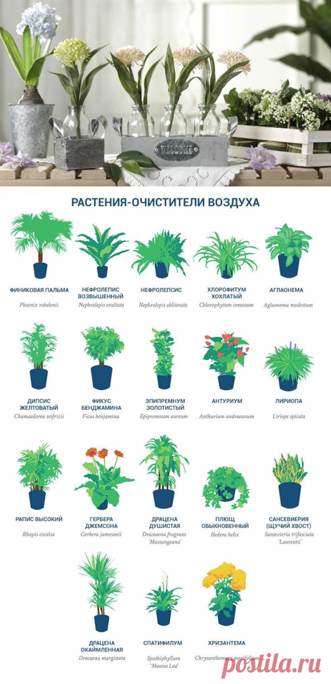 NASA опубликовала список растений, которые являются чемпионами по очищению воздуха в доме