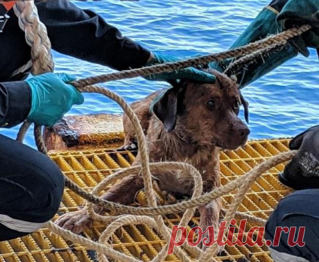 Чудесное спасение собаки в 200 км от берега бурно обсуждают в Сети