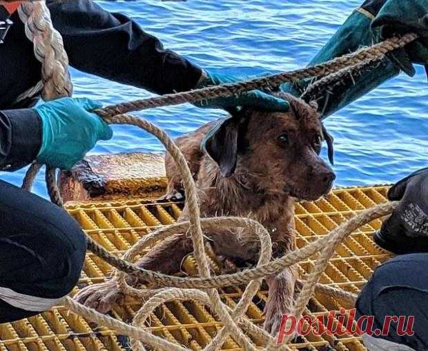 Чудесное спасение собаки в 200 км от берега бурно обсуждают в Сети