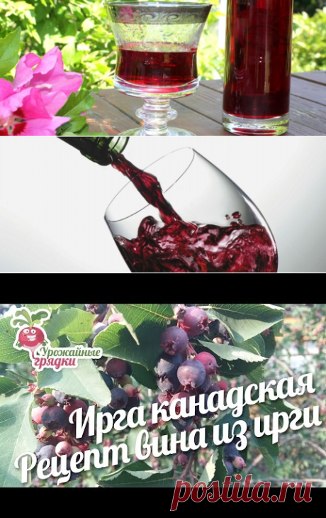 Вино из ирги – 3 рецепта в домашних условиях