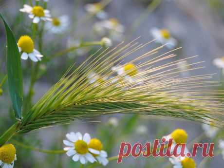 рука и ромашка: 32 тыс изображений найдено в Яндекс.Картинках