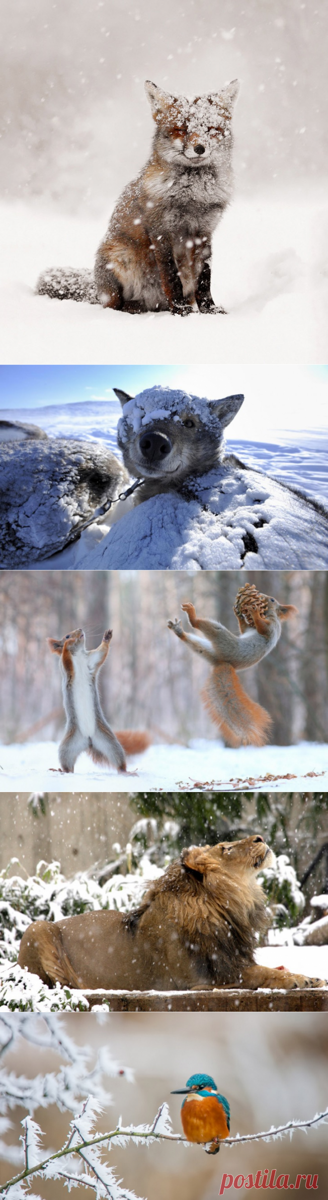 Заряд отличного настроения;)) Самые «снежные» животные;)) — Фотоискусство