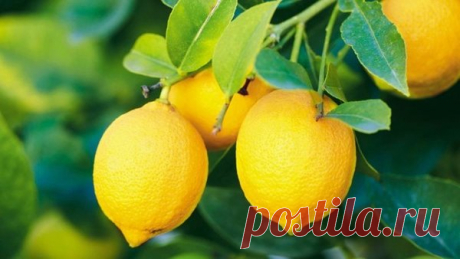 Лимон против вросшего ногтя | Лучше со здоровьем | Яндекс Дзен