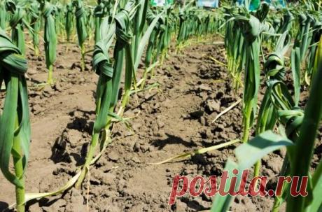 Для чего завязывают чеснок на узел, какого ожидать результата и как правильно все сделать | Любимая дача | Яндекс Дзен