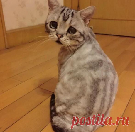 ПИТОМЦЫ