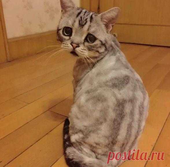 ПИТОМЦЫ