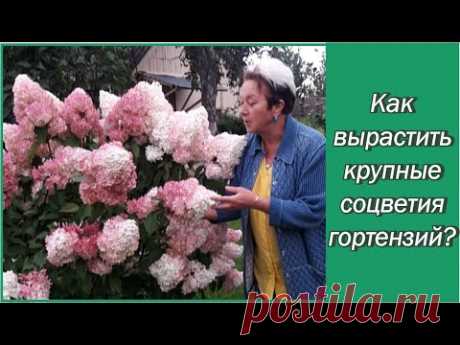 Гортензия метельчатая - как получить огромные соцветия? Как ухаживать? Как и когда обрезать?