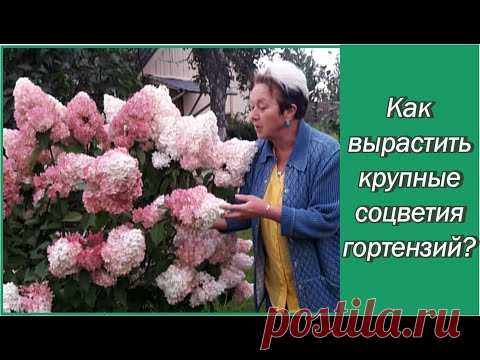 Гортензия метельчатая - как получить огромные соцветия? Как ухаживать? Как и когда обрезать?