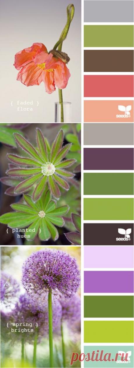 Anasteisha: Самые лучшие сочетания цветов уже придуманы природой.