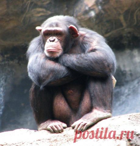 обезьяны фото: 20 тыс изображений найдено в Яндекс.Картинках