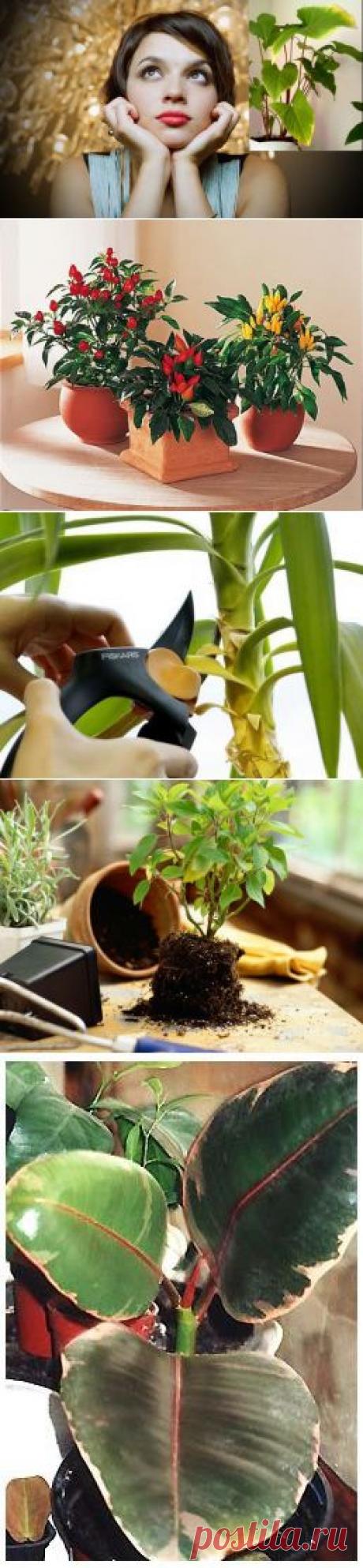 Как ухаживать за комнатными растениями весной? / Домоседы