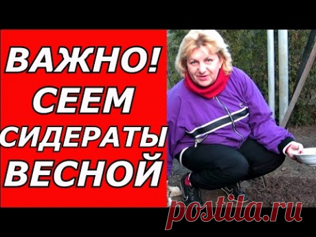Сею сидераты -  горчицу ранней весной для улучшения плодородия почвы