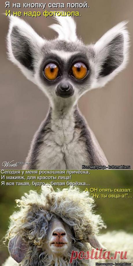 Новые смешные котоматрицы понедельника! | Четвероногий юмор