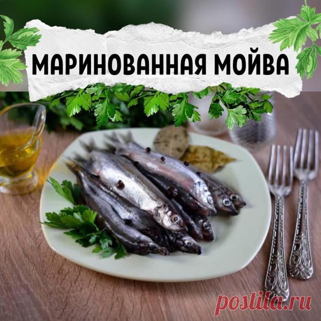 МАРИНОВАННАЯ МОЙВА.


Очень хочу поделиться с Вами одним очень хорошим и проверенным рецептом:

МАРИНОВАННАЯ МОЙВА


Ингредиенты:

500 г мойвы
350 мл воды
2 ч.л. соли
1 ч.л. сахара
3 лавровых листа
3 гвоздики
10 горошин черного перца
3 ч.л. зерновой горчицы
3 ч.л. 9% уксуса.

‍Приготовление:

Приготовить маринад: воду довести до кипения, добавить все ингредиенты, кипятить 5 минут, охладить до комнатной температуры.

Рыбу перебрать, помыть. Переложить в глубокую емкость.

З...