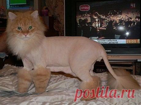 ДОМАШНИЙ ВАРИАНТ ЛЬВА