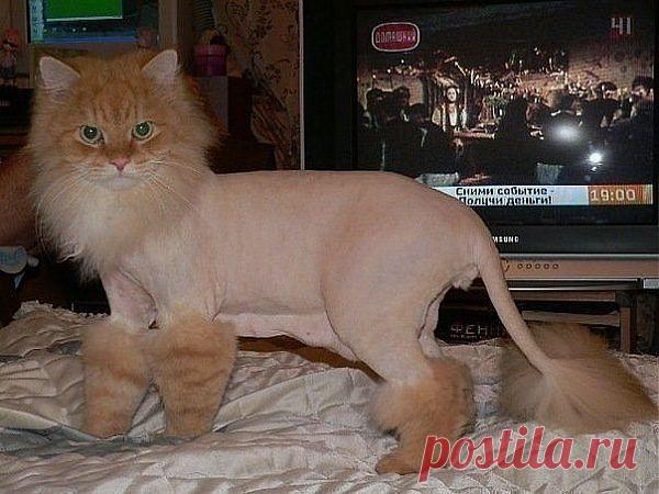 ДОМАШНИЙ ВАРИАНТ ЛЬВА