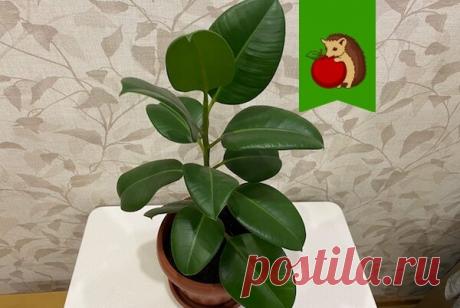 Что "нельзя" каучуконосному фикусу: 5 противопоказаний в уходе за эластикой | садоёж | Яндекс Дзен