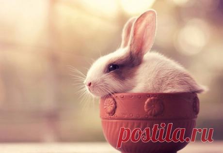 Лайк Крошке,а вам Счастья взамен