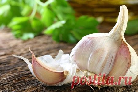 Чеснок - лидирующее средство от атеросклероза.