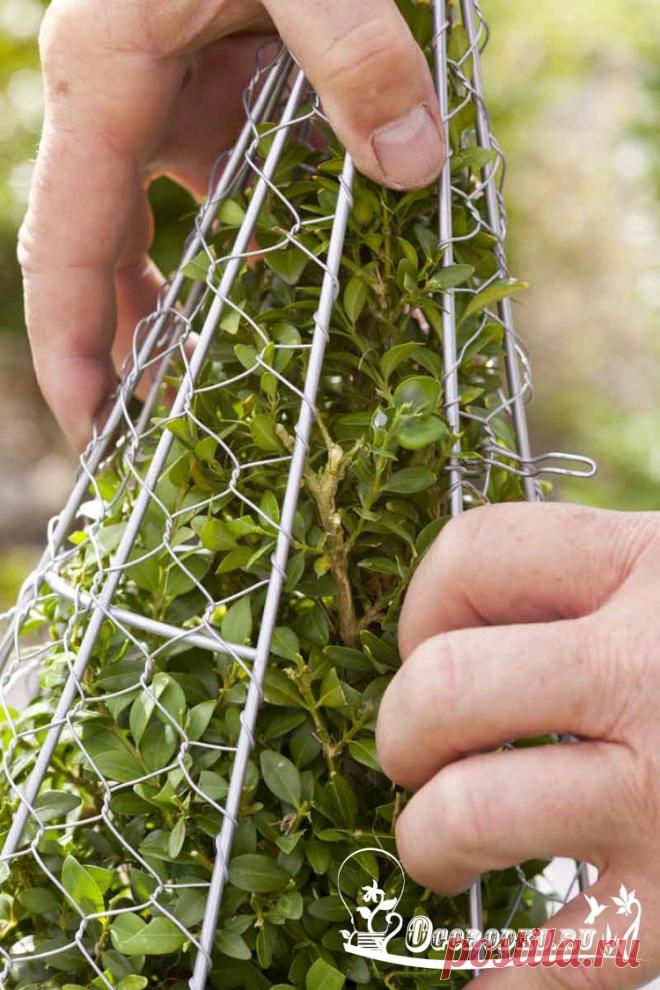 Самшит, посадка и уход за вечнозеленым кустарником