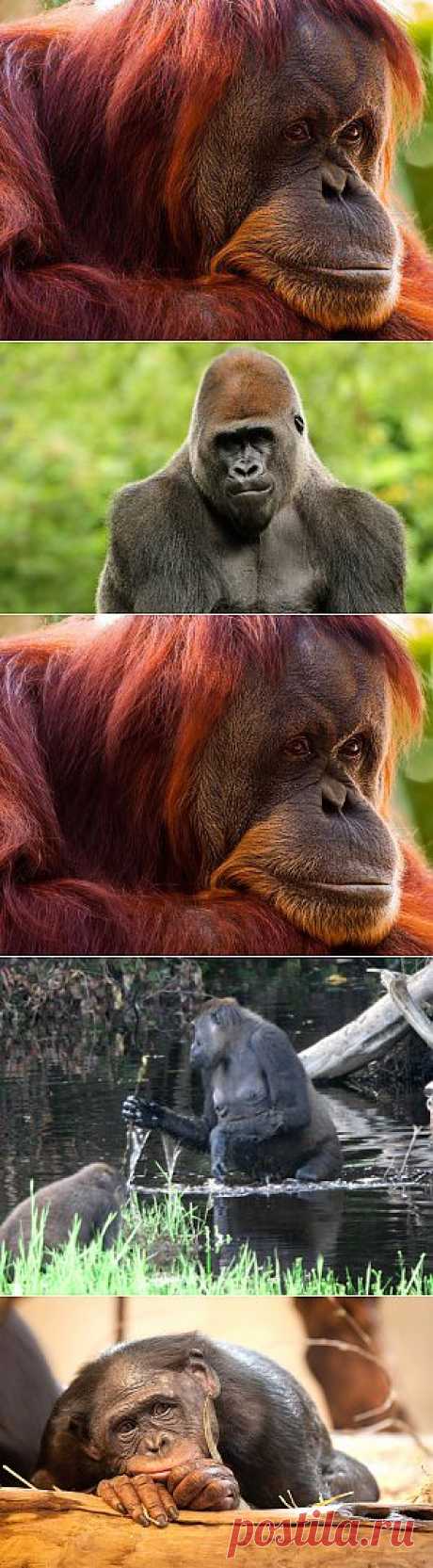 Человекообразные обезьяны.   | Удивительный мир природы