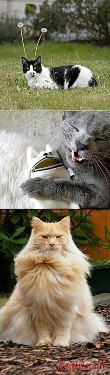 Cat or bug | animal